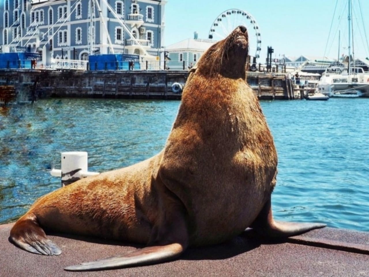 30-Minute Seal & Harbour Cruise 3 30-Minute Seal & Harbour Cruise - Image 3