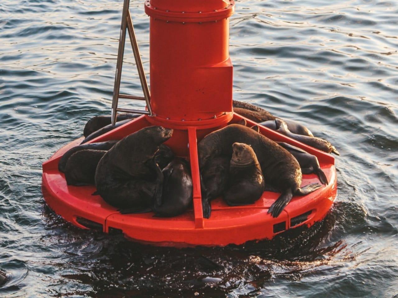 30-Minute Seal & Harbour Cruise 4 30-Minute Seal & Harbour Cruise - Image 4